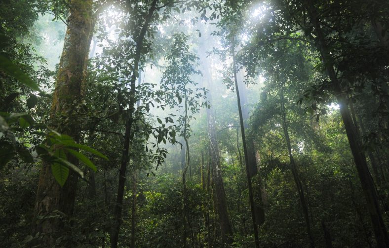 rainforest-trees