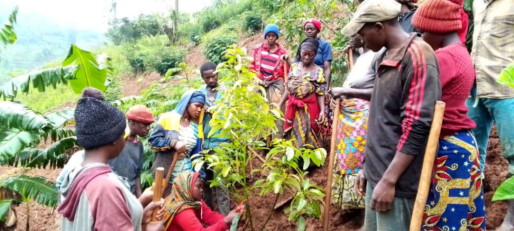 Rwanda Avocado Management Smallholder