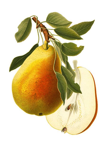 Pear